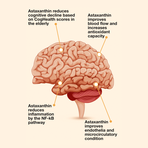 This is an image that shows the benefits of natural astaxanthin to brain health.